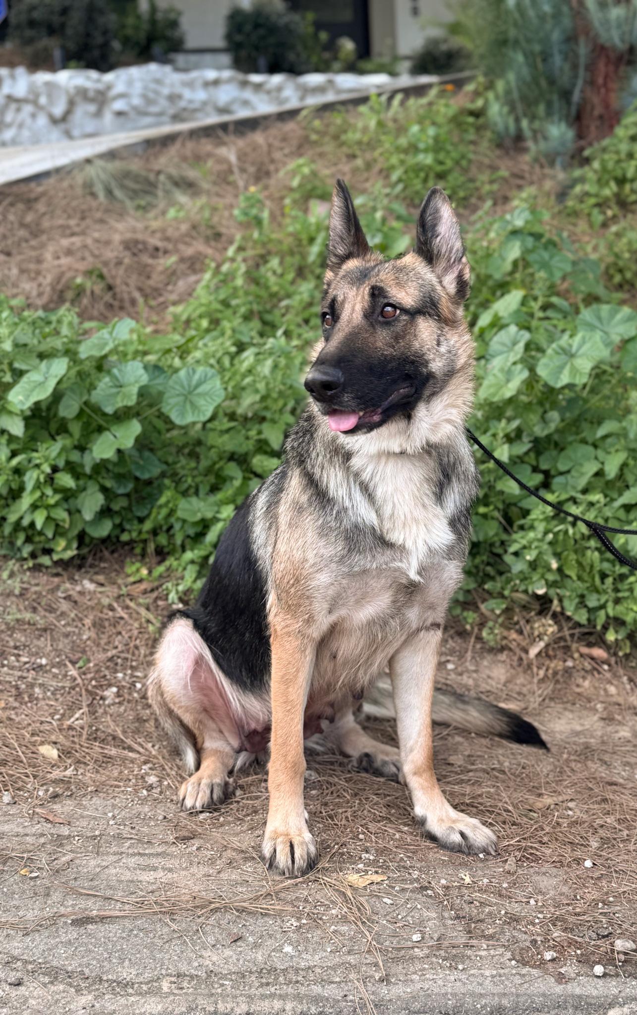 Enlarge BRIANNA, a ADOPTABLE German Shepherd Dog in Los Angeles, CA image 1/3