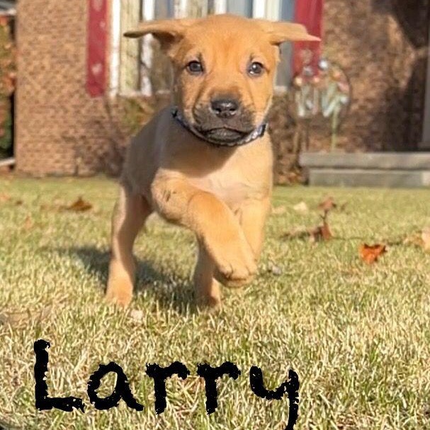 Enlarge Larry, a Adoptable mixed breed in Midland, MI image 1/1