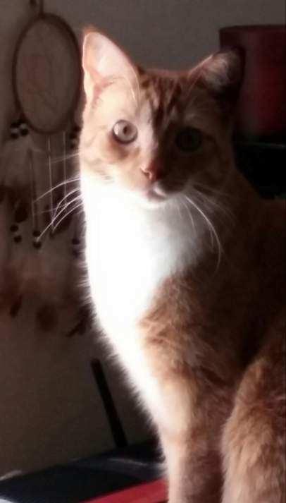 Mess, a Adoptable Domestic Short Hair in Richmond, VA image 1/2