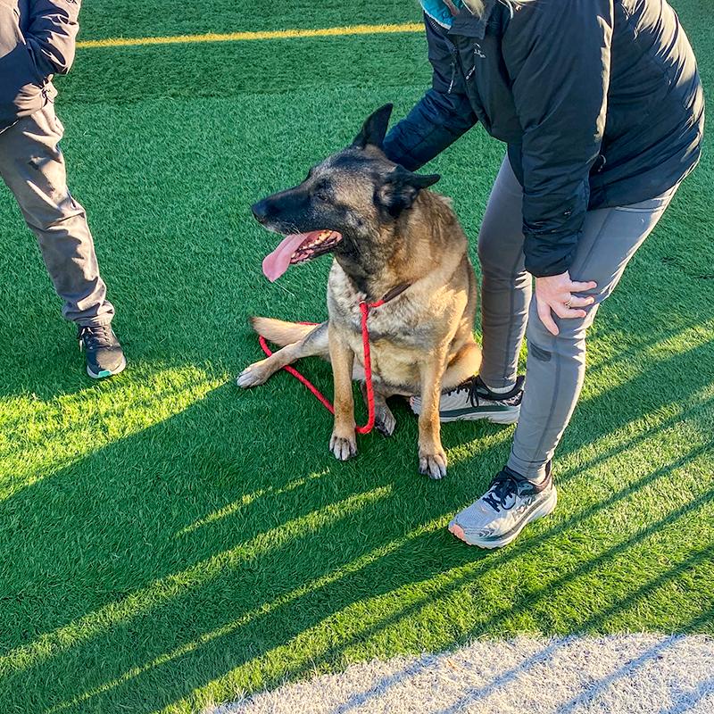 Enlarge Maria, a ADOPTABLE mixed breed in Millburn, NJ image 1/4