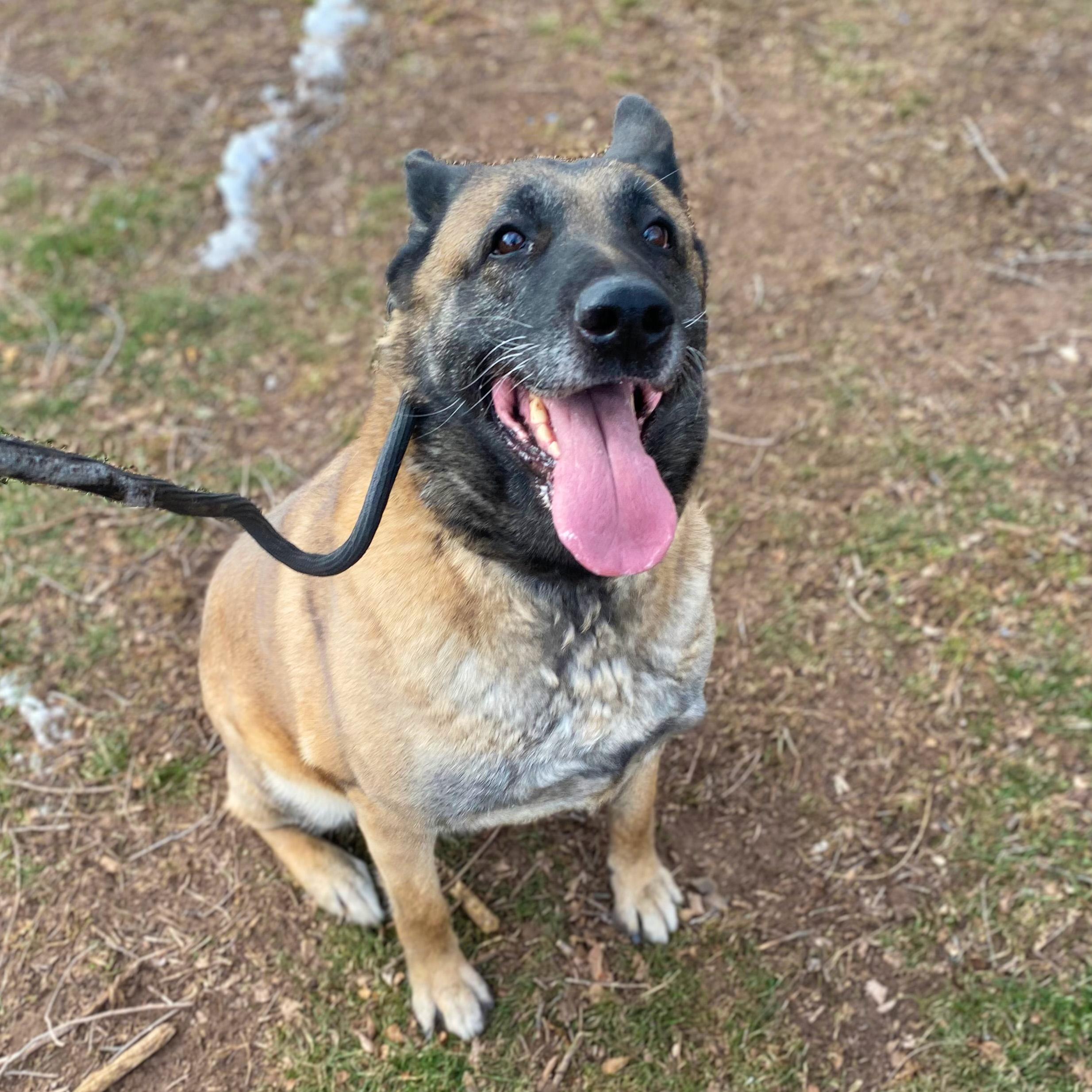 Enlarge Maria, a ADOPTABLE mixed breed in Millburn, NJ image 3/4