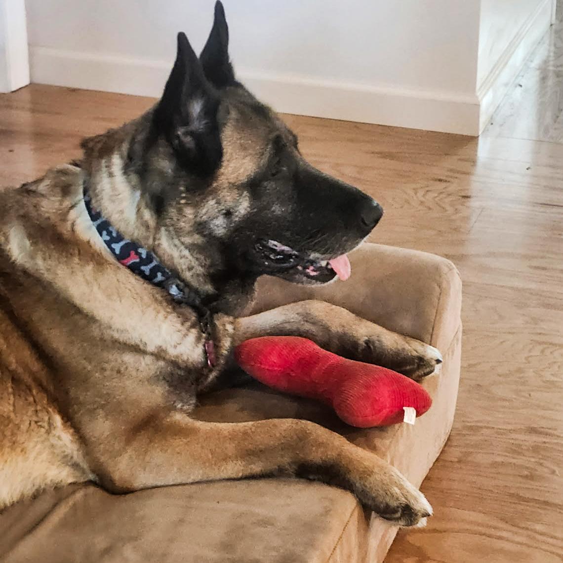 Enlarge Maria, a ADOPTABLE mixed breed in Millburn, NJ image 5/6