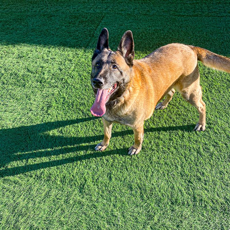 Enlarge Maria, a ADOPTABLE mixed breed in Millburn, NJ image 2/4