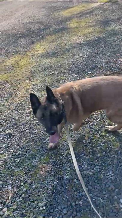 Enlarge Maria, a ADOPTABLE mixed breed in Millburn, NJ video 4/4