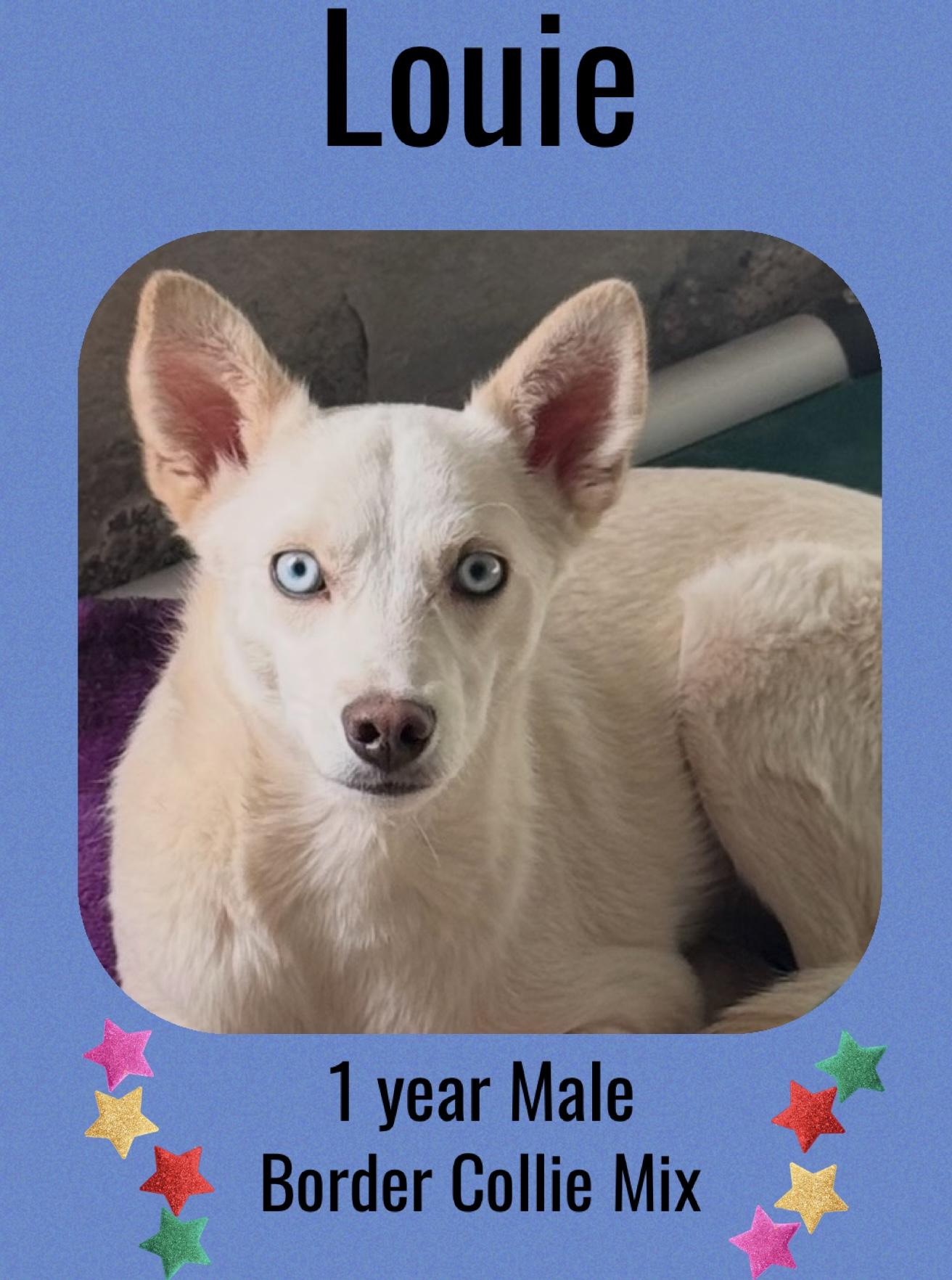 LOUIE – 1 YEAR BORDER COLLIE MIX MALE, Adult Male Border Collie