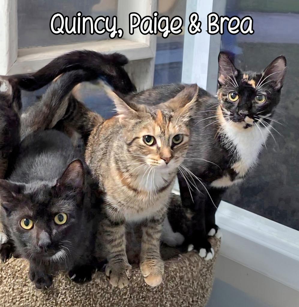 Enlarge Paige, a Adoptable mixed breed in Port Clinton, OH image 1/6