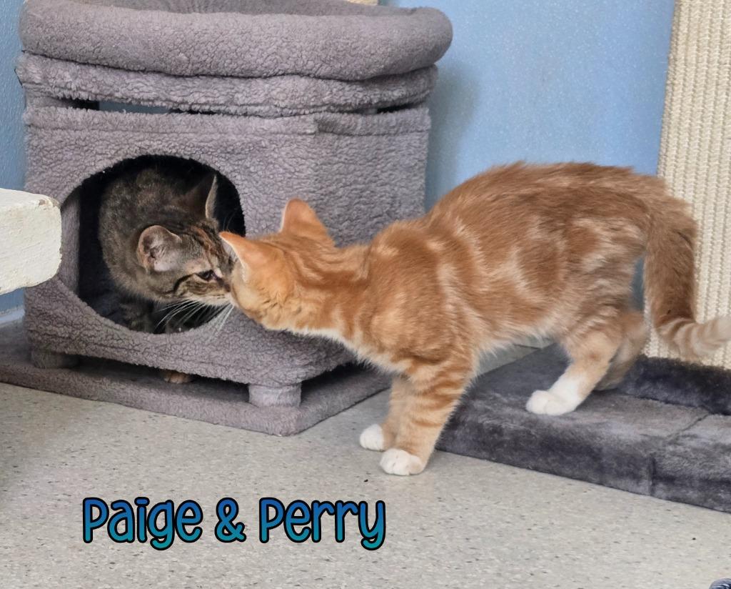 Enlarge Paige, a Adoptable mixed breed in Port Clinton, OH image 2/6