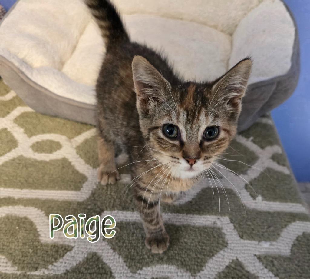 Enlarge Paige, a Adoptable mixed breed in Port Clinton, OH image 3/6