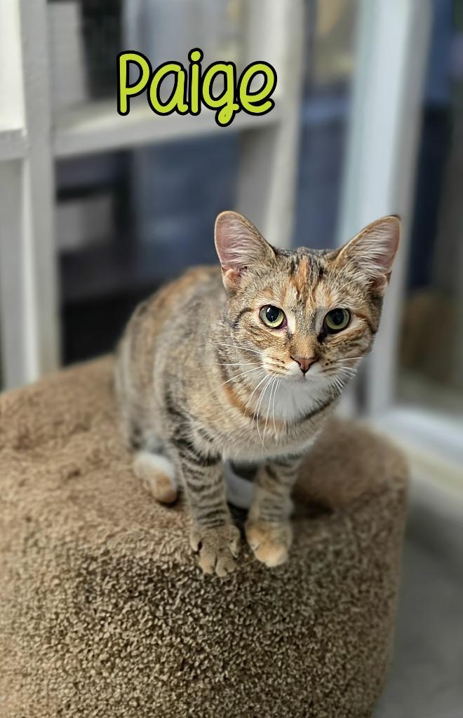 Enlarge Paige, a Adoptable mixed breed in Port Clinton, OH image 4/6