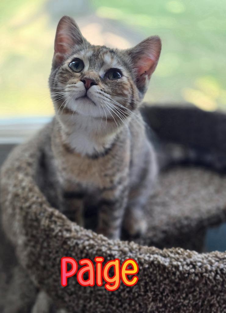 Enlarge Paige, a Adoptable mixed breed in Port Clinton, OH image 5/6