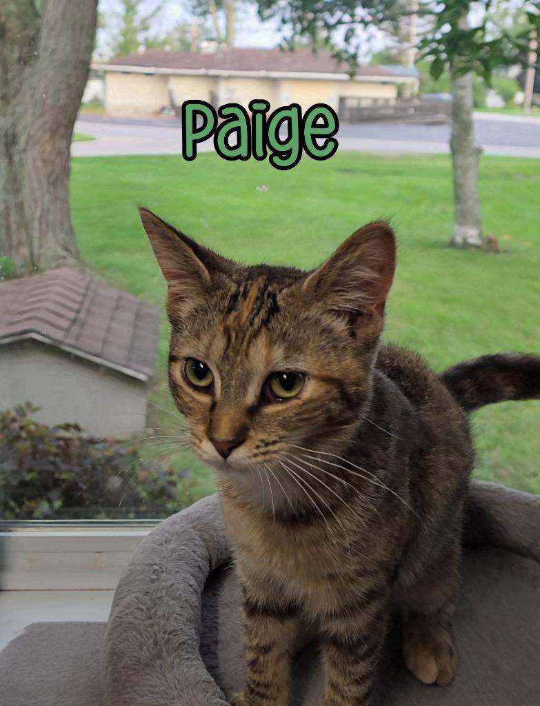 Enlarge Paige, a Adoptable mixed breed in Port Clinton, OH image 6/6