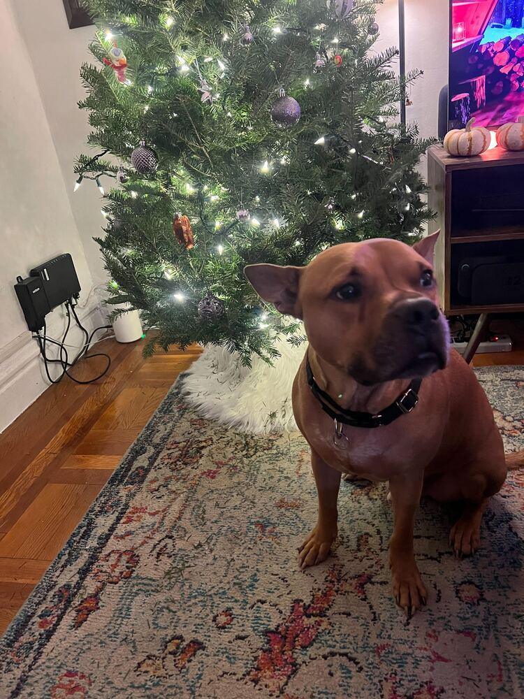 Tom Nook thumbnail 3