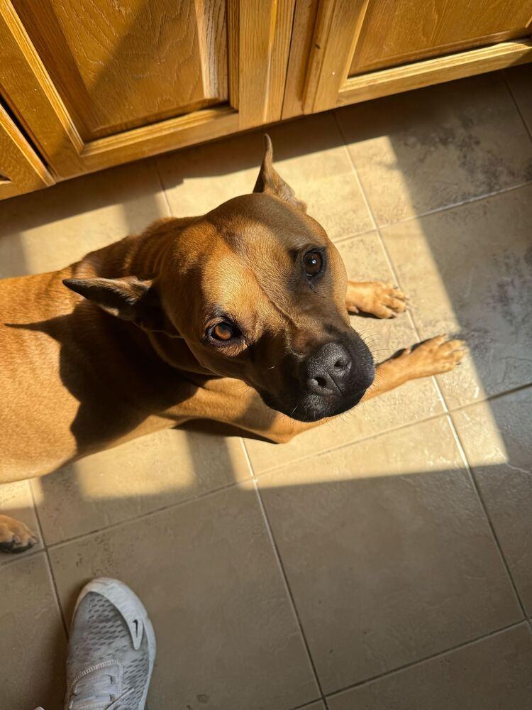 Tom Nook thumbnail 4