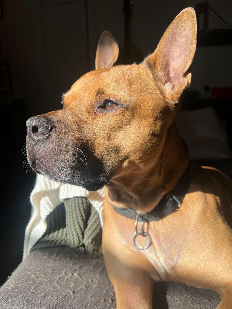 Tom Nook thumbnail 5