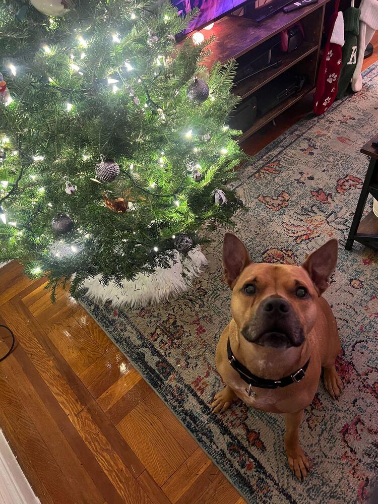 Tom Nook thumbnail 6