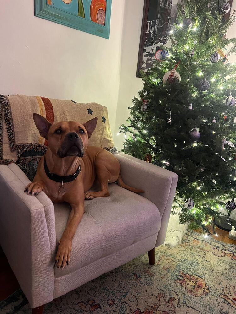 Tom Nook thumbnail 7