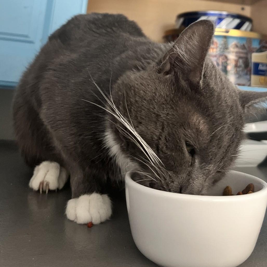 Enlarge Nicholas — Curious, Confident Little Sidekick, a Adoptable Domestic Short Hair in Laurel, MD image 4/6