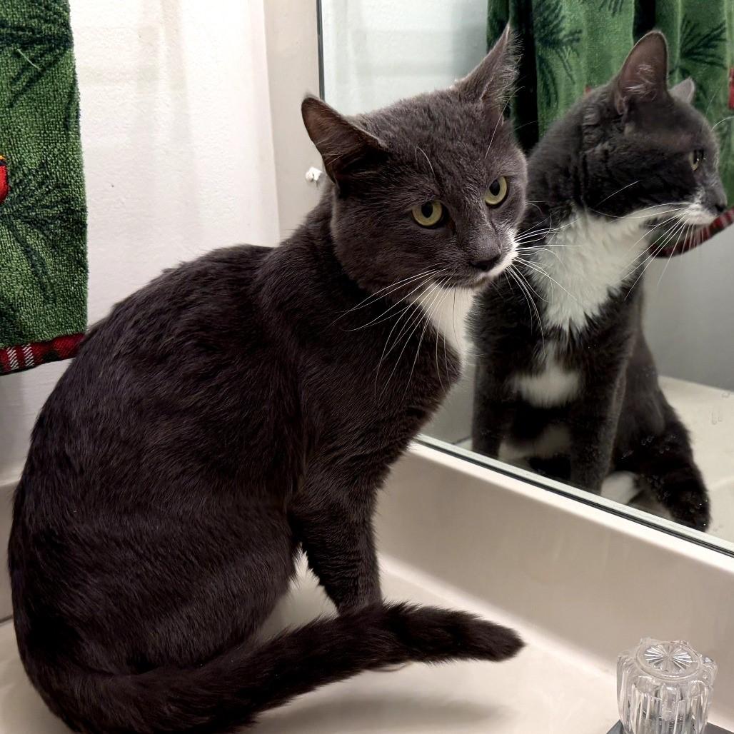 Enlarge Nicholas — Curious, Confident Little Sidekick, a Adoptable Domestic Short Hair in Laurel, MD image 3/6