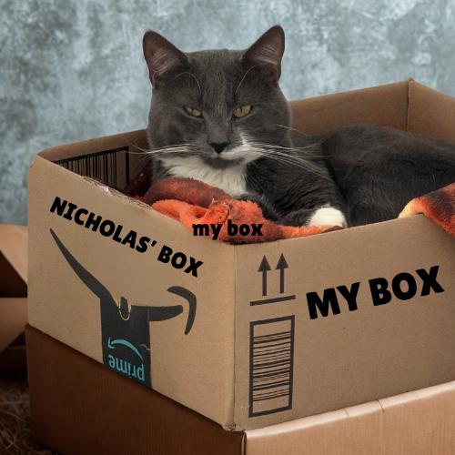 Enlarge Nicholas — Curious, Confident Little Sidekick, a Adoptable Domestic Short Hair in Laurel, MD image 2/6