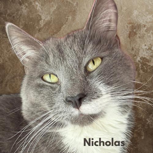 Nicholas — Curious, Confident Little Sidekick, Adoptable, Adult Male Domestic Short Hair.