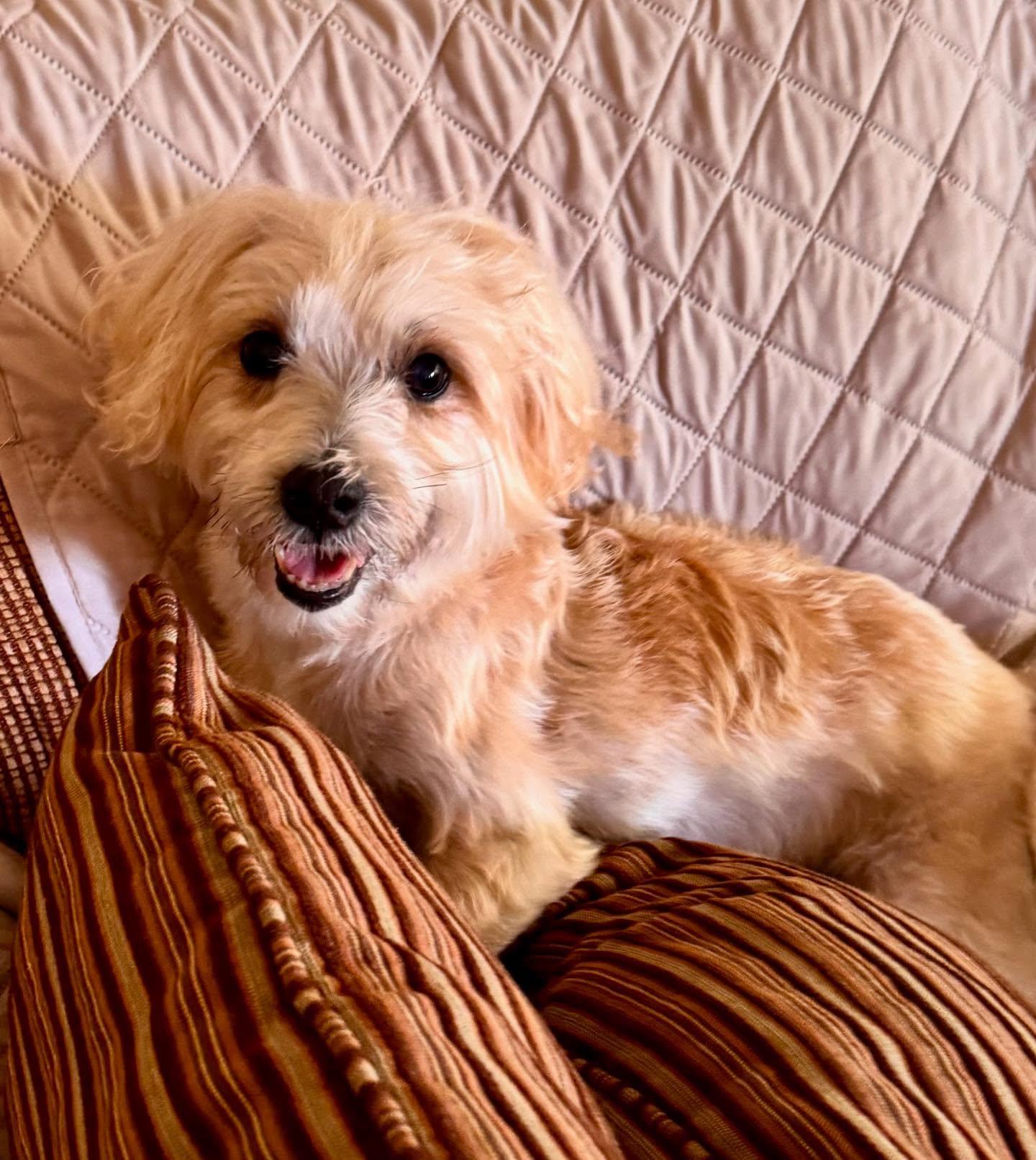 Butter, a Adoptable mixed breed in Raleigh, NC image 3/6