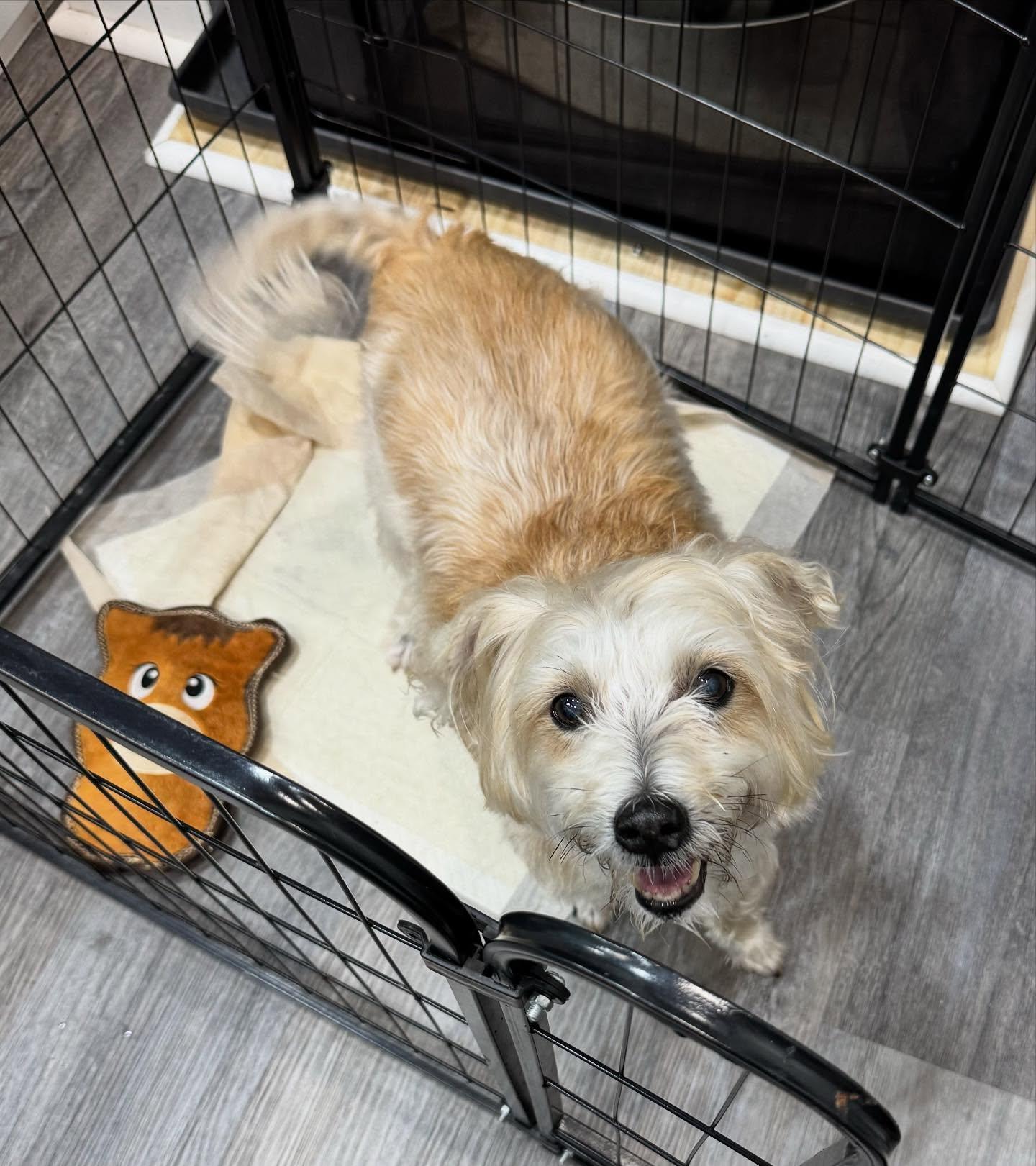 Butter, a Adoptable mixed breed in Raleigh, NC image 5/6