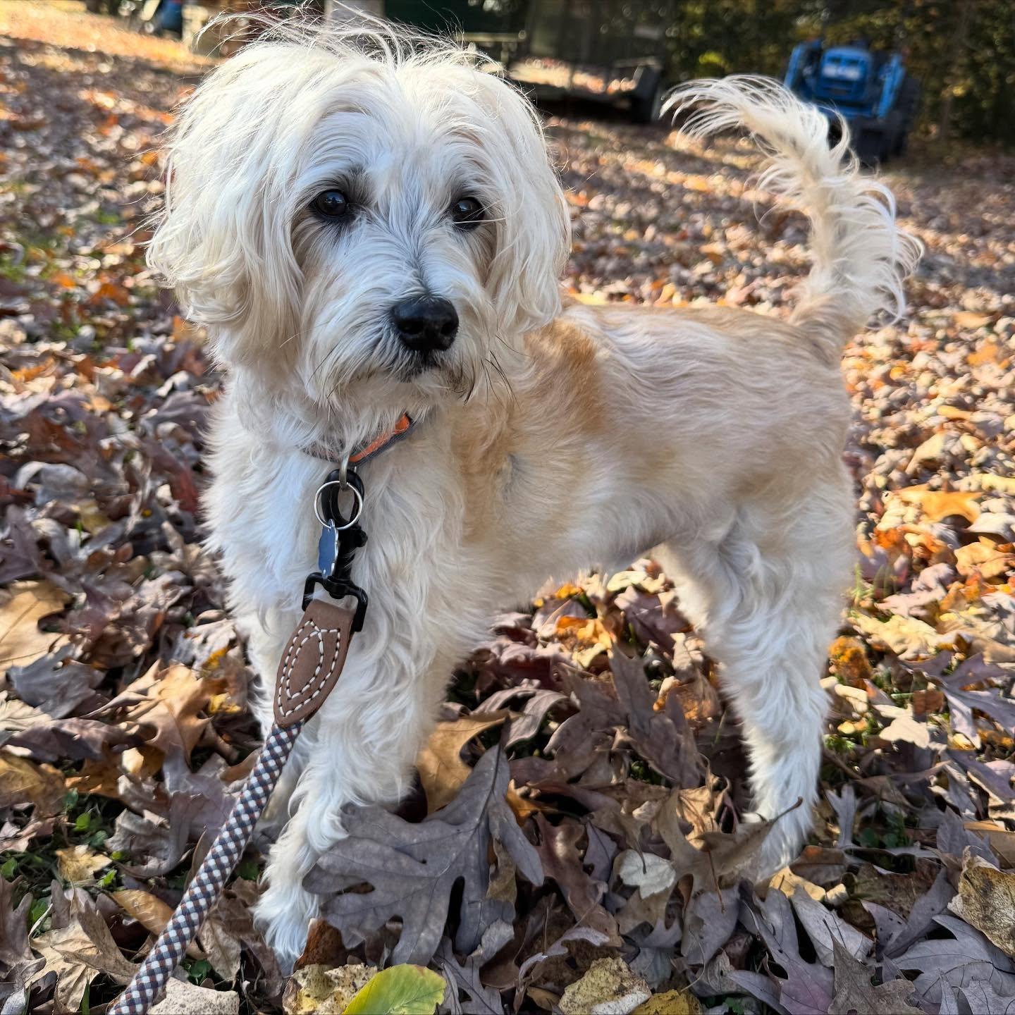 Butter, an adoption pending mixed breed in Raleigh, NC image 4/6