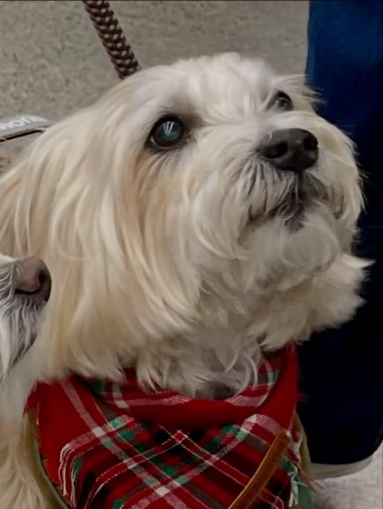 Butter, an adoption pending mixed breed in Raleigh, NC image 1/6