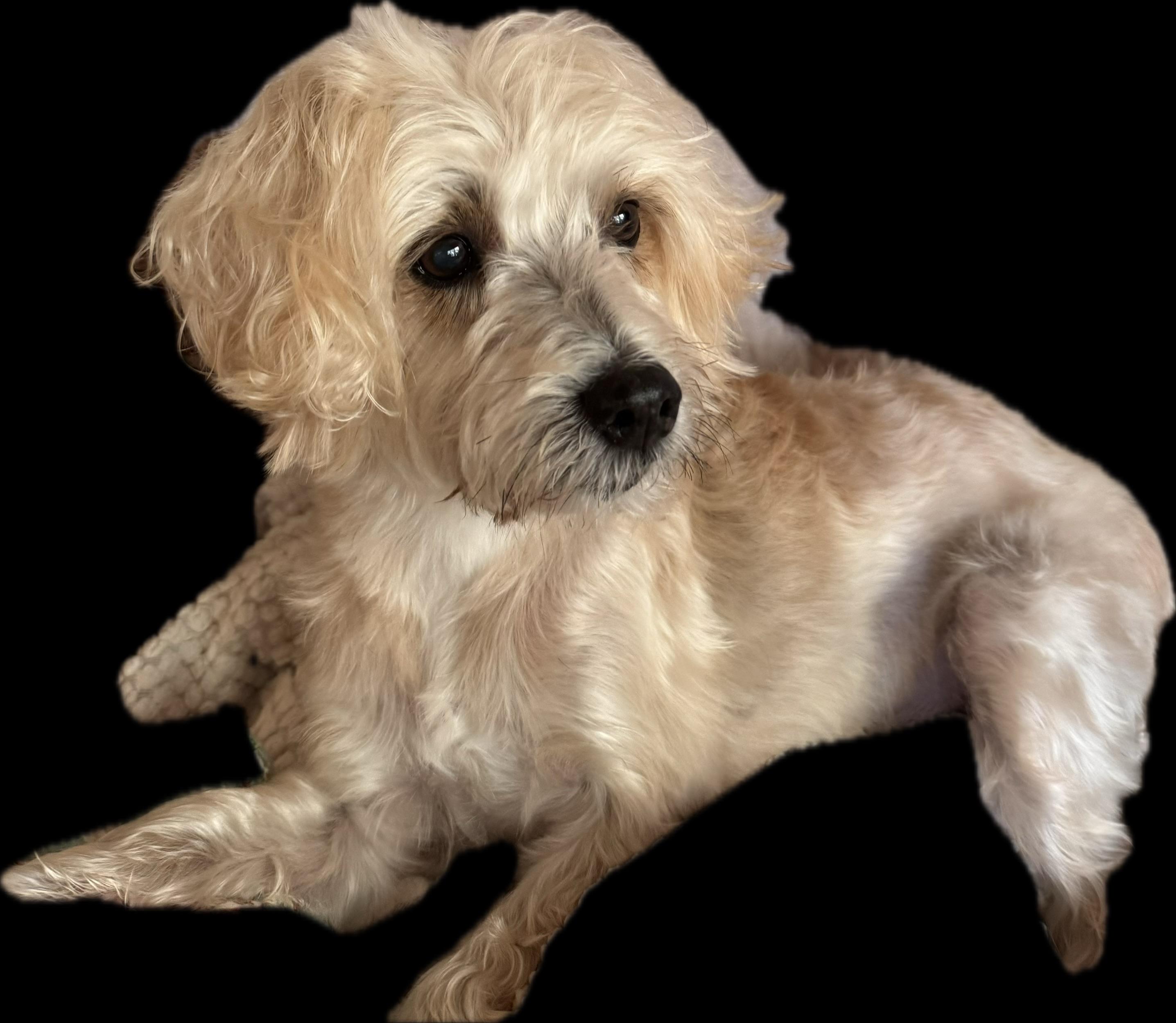 Butter, Adoptable, Adult Male Maltese & Terrier.