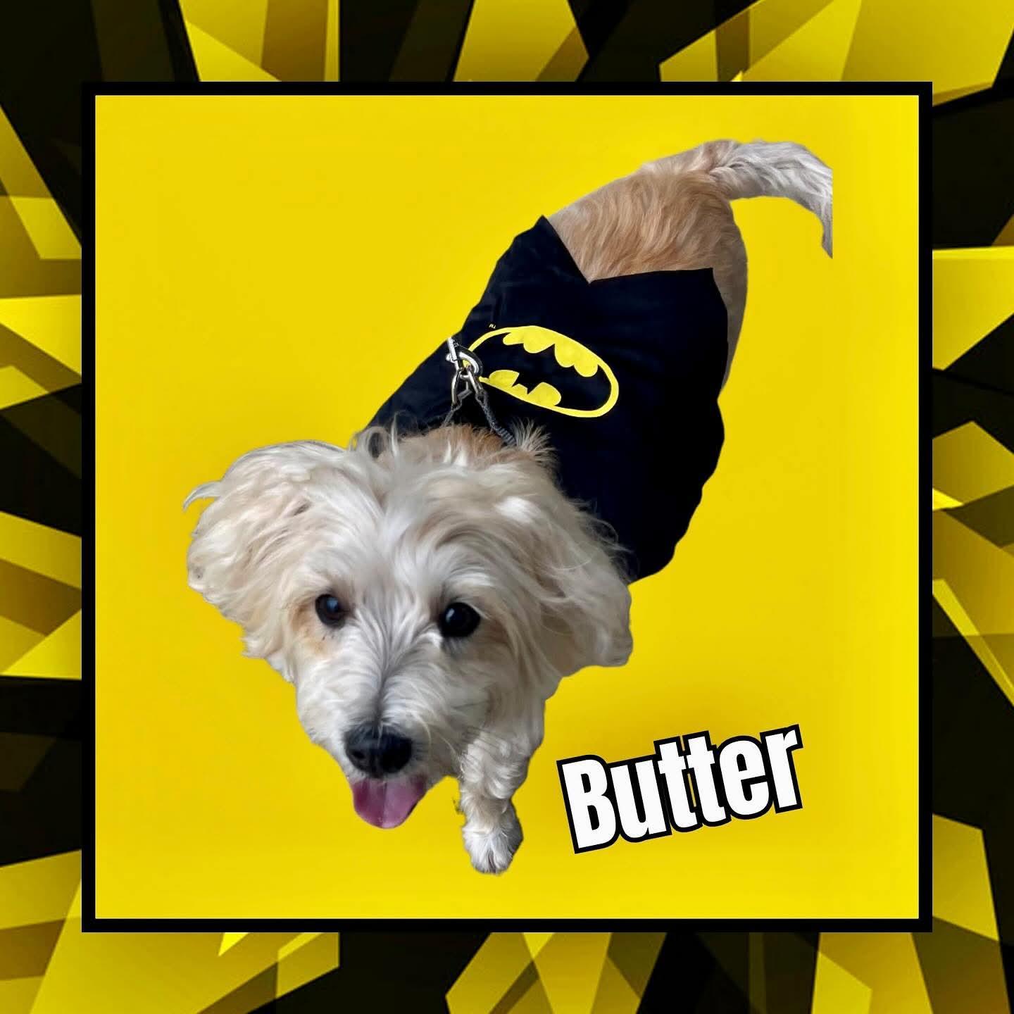 Butter, Adoptable, Adult Male Maltese & Terrier.