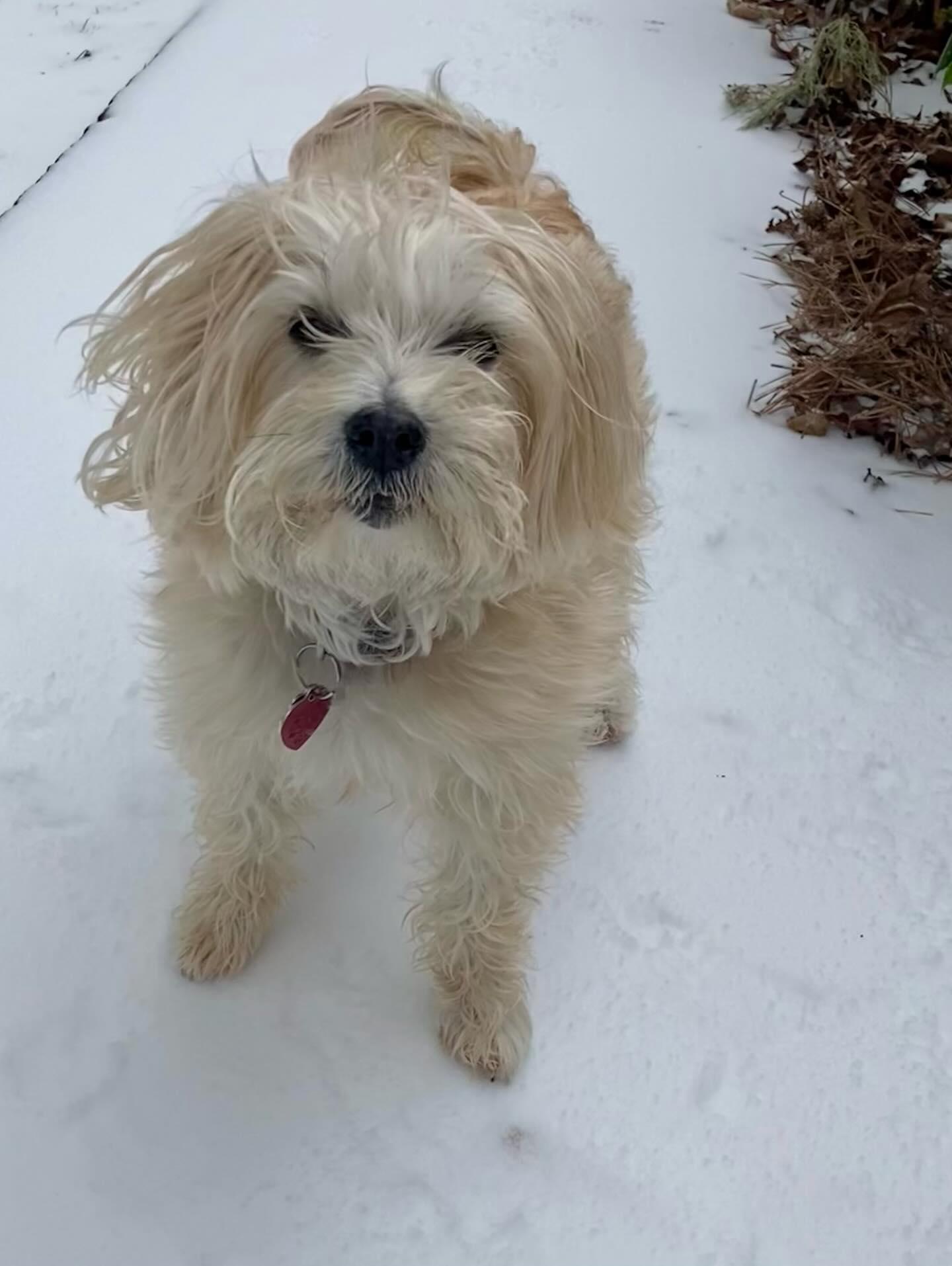 Butter, an adoption pending mixed breed in Raleigh, NC image 2/6