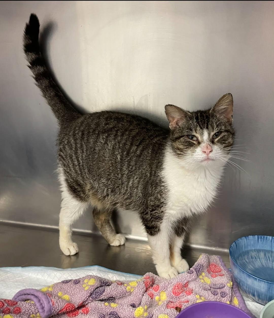 Roo, ADOPTABLE, Adult Female Domestic Short Hair.