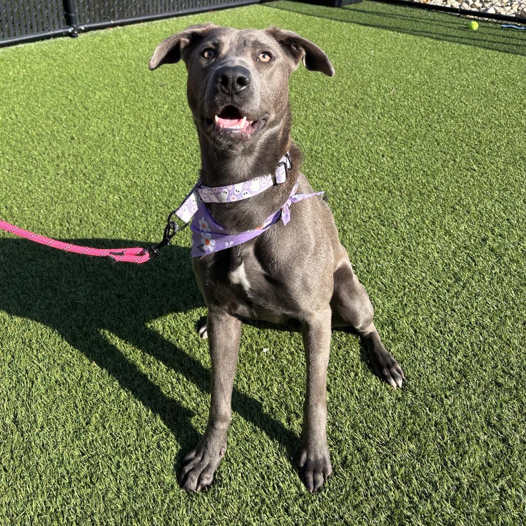 Inez, Adoptable, Adult Female Mixed Breed.