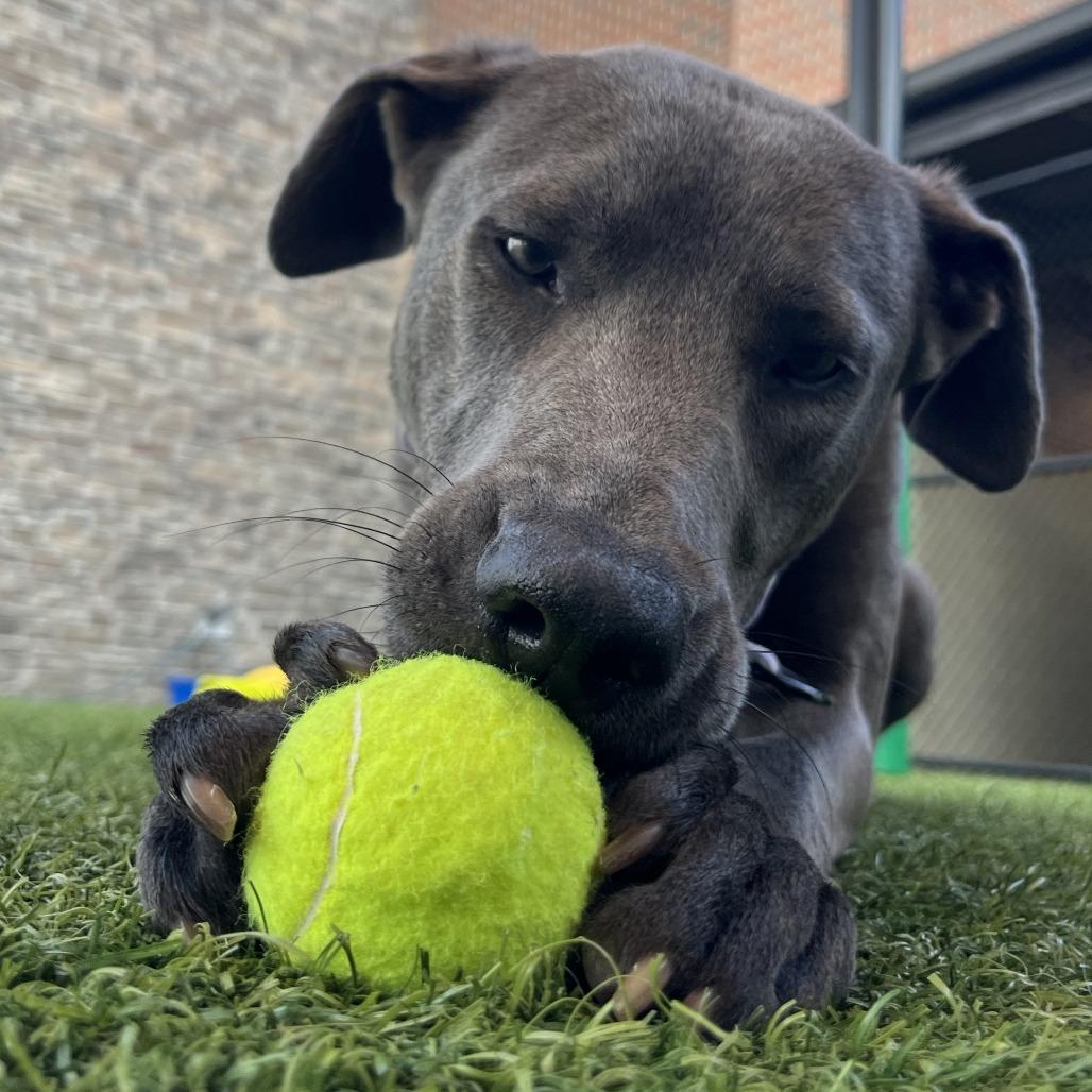 Enlarge Inez, a Adoptable Mixed Breed in Washington Township, OH image 2/6