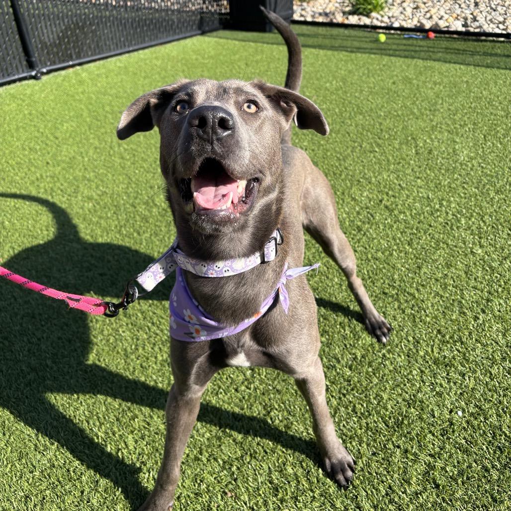Enlarge Inez, a Adoptable Mixed Breed in Washington Township, OH image 3/6
