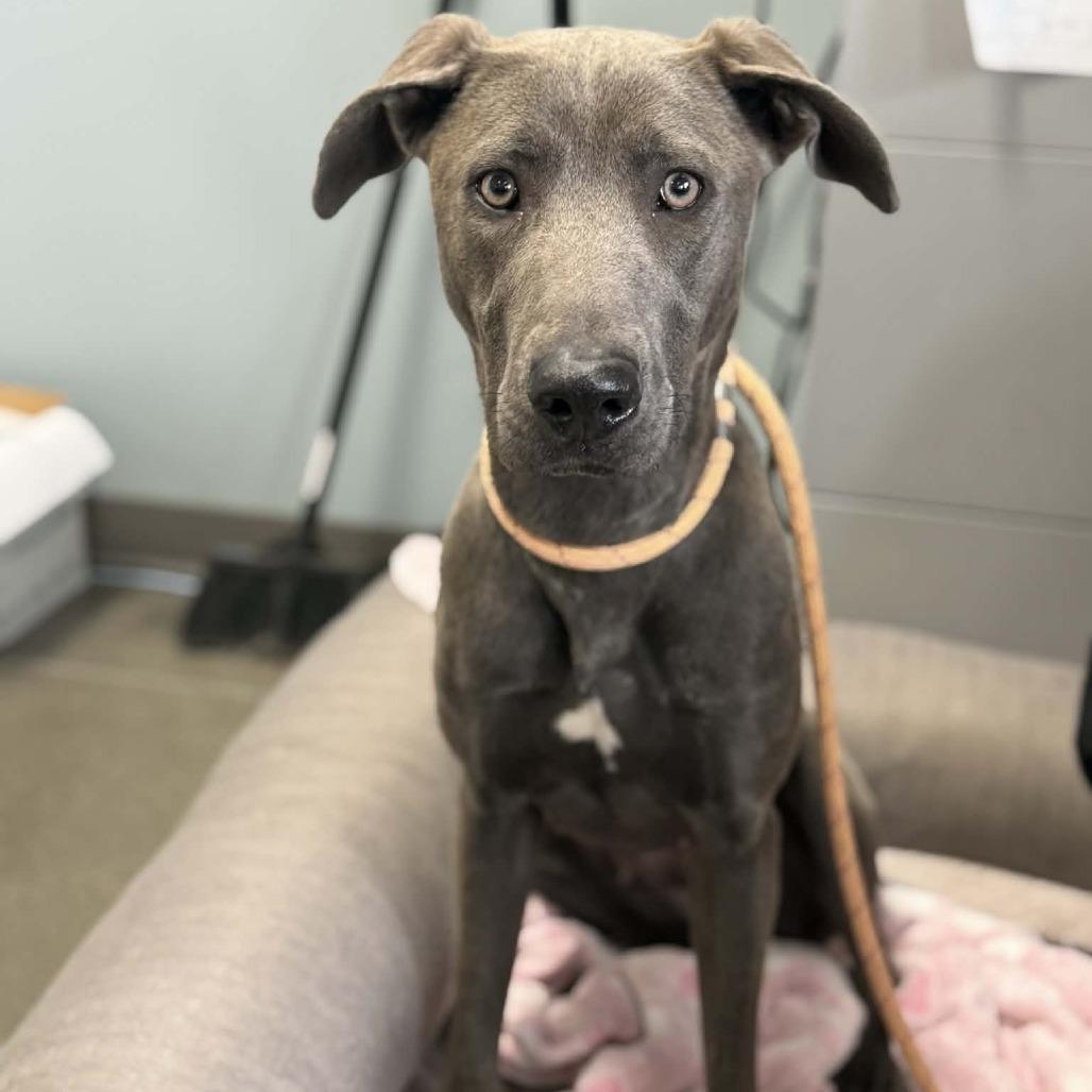 Enlarge Inez, a Adoptable Mixed Breed in Washington Township, OH image 4/6