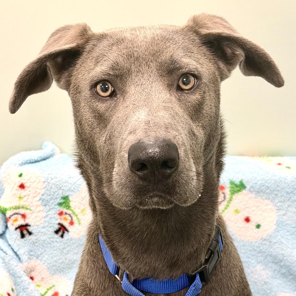 Enlarge Inez, a Adoptable Mixed Breed in Washington Township, OH image 5/6