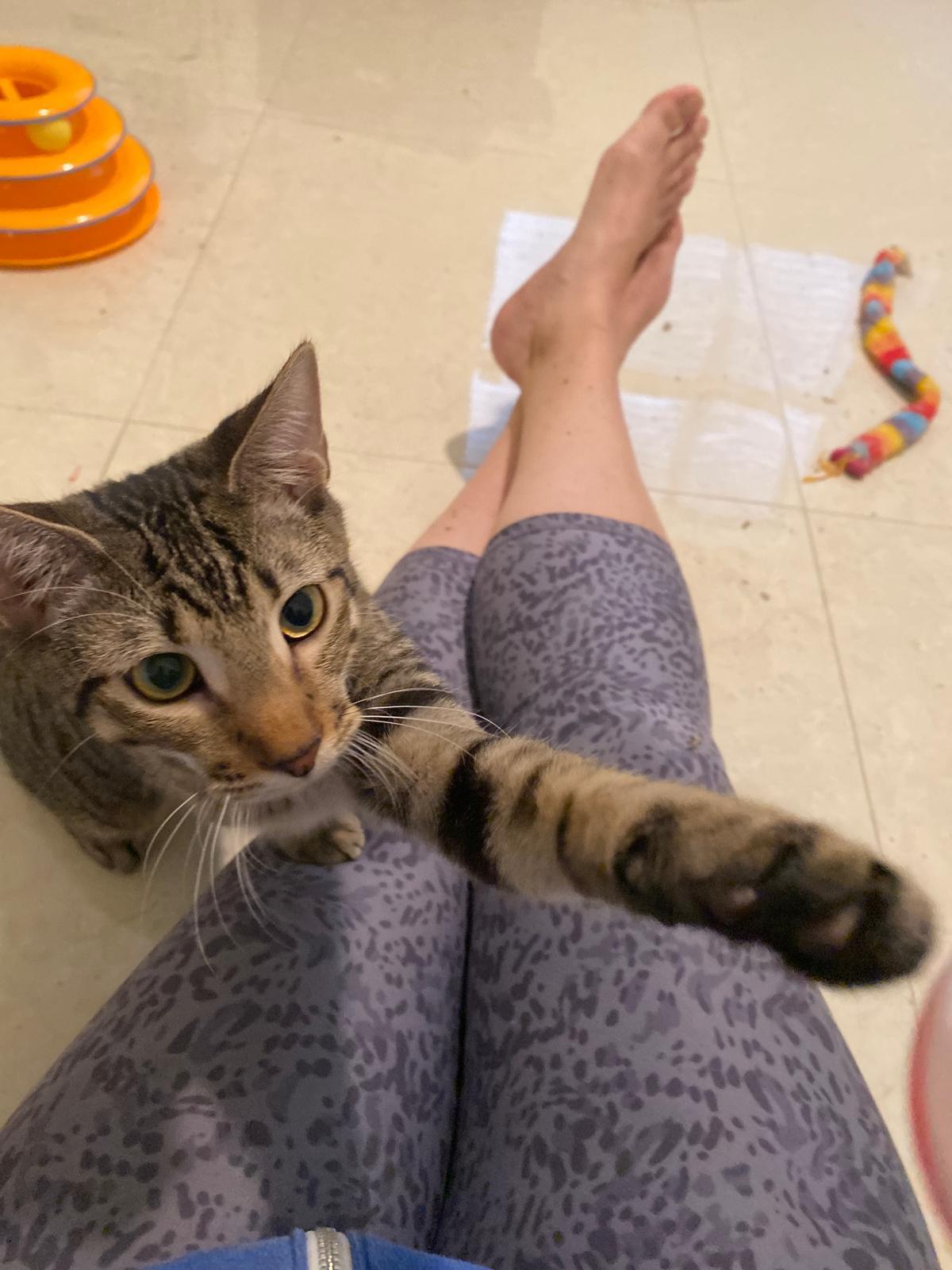 Enlarge Huxley & Kellog, a Adoptable Domestic Short Hair in Miami, FL image 5/6