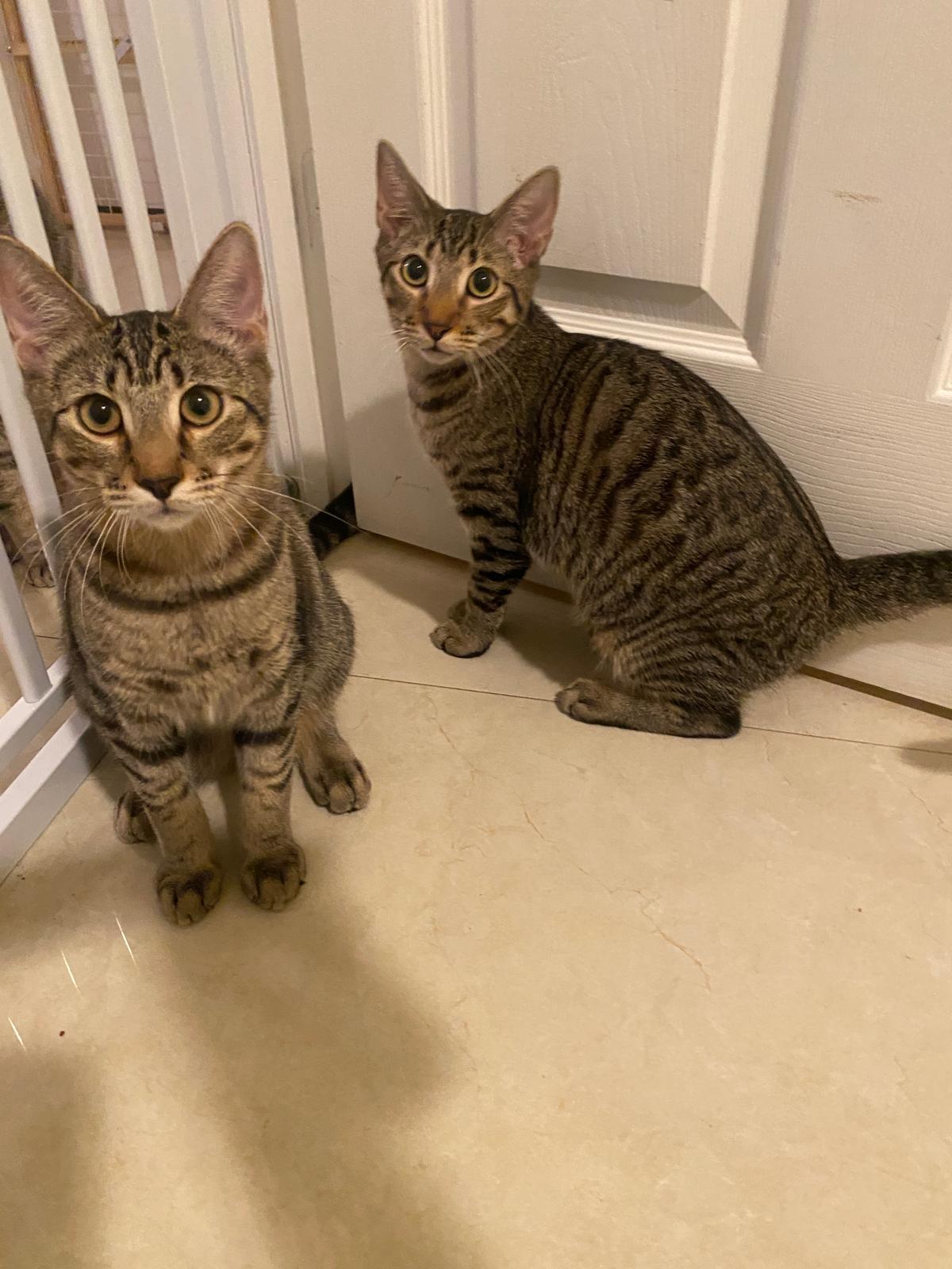 Enlarge Huxley & Kellog, a Adoptable Domestic Short Hair in Miami, FL image 1/6