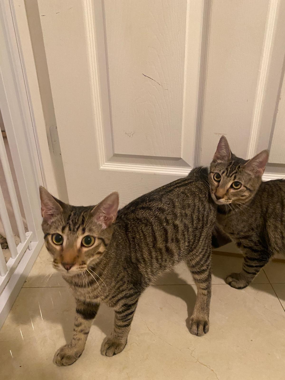 Enlarge Huxley & Kellog, a Adoptable Domestic Short Hair in Miami, FL image 2/6