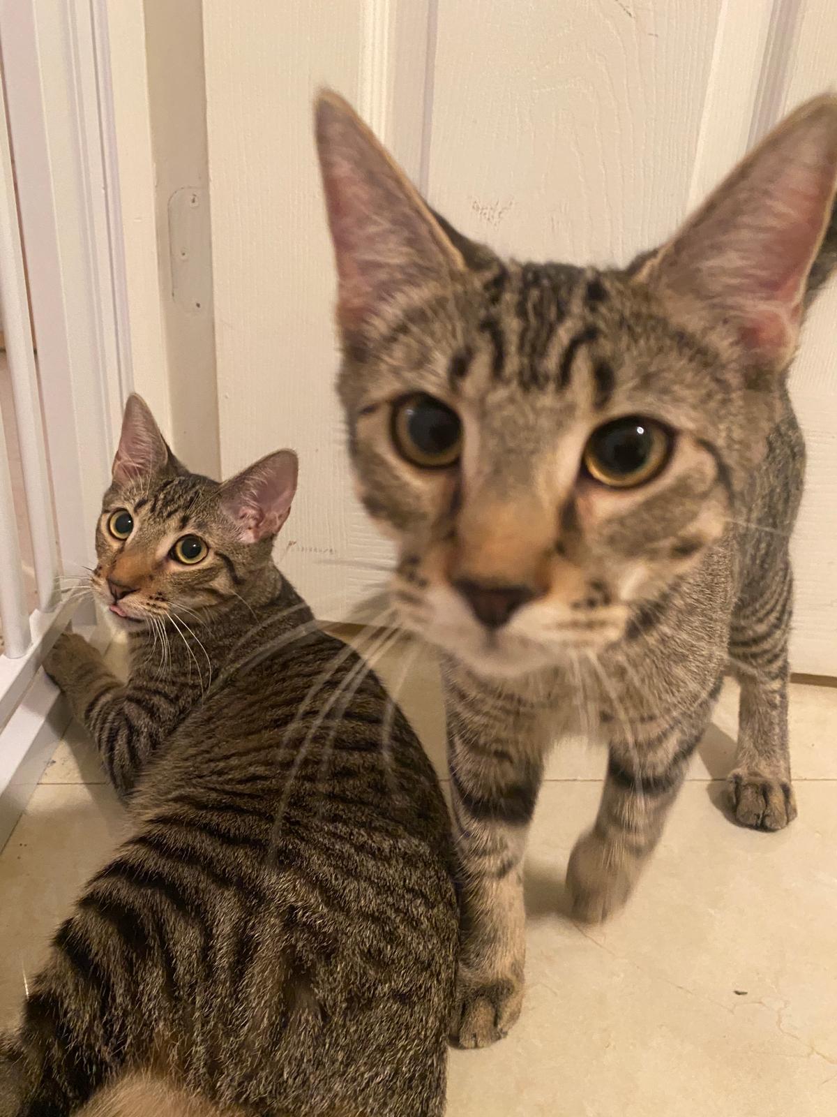 Enlarge Huxley & Kellog, a Adoptable Domestic Short Hair in Miami, FL image 3/6