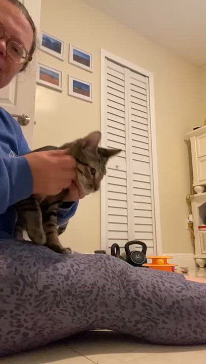 Enlarge Huxley & Kellog, a Adoptable Domestic Short Hair in Miami, FL video 6/6