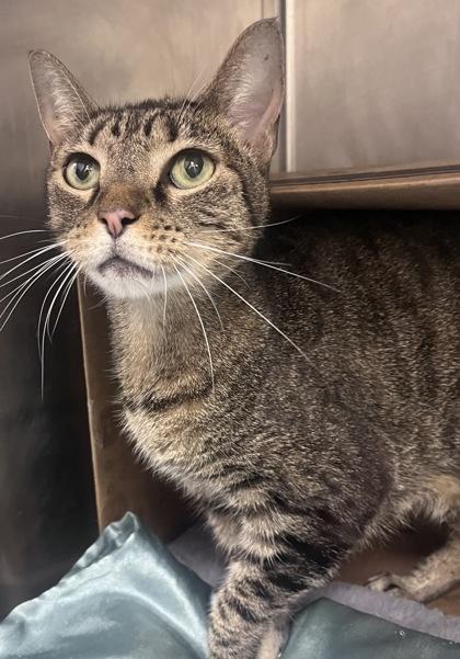 Enlarge Mocha, a Adoptable mixed breed in Largo, FL image 1/3