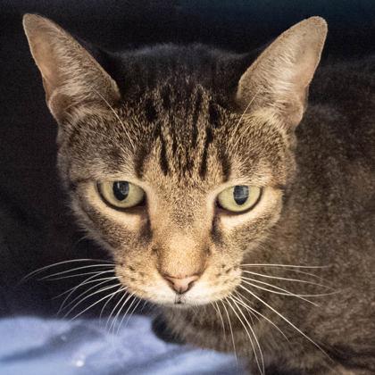 Enlarge Mocha, a Adoptable mixed breed in Largo, FL image 2/3