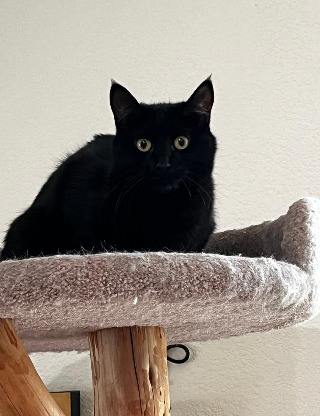 Mara, a Adoptable Domestic Short Hair in Oceanside, CA image 1/4