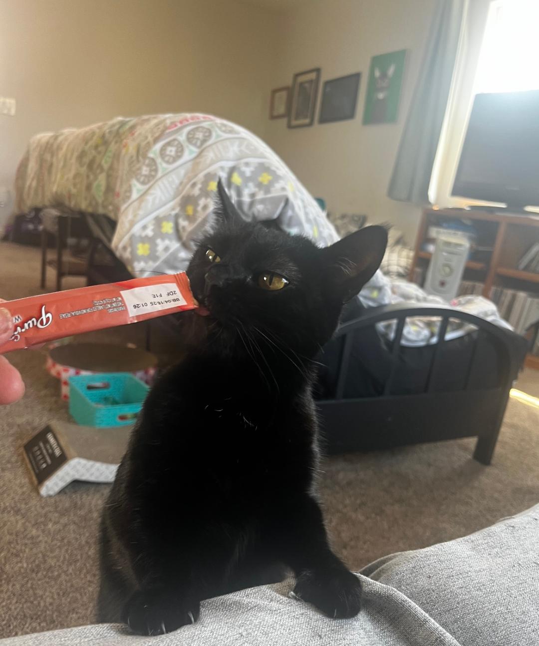 Mara, a Adoptable Domestic Short Hair in Oceanside, CA image 3/4