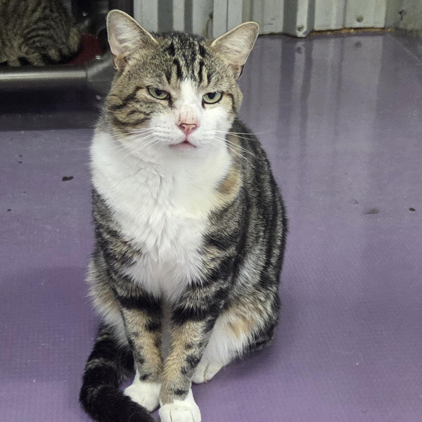 Mike, adopted, Adult Male Domestic Short Hair.