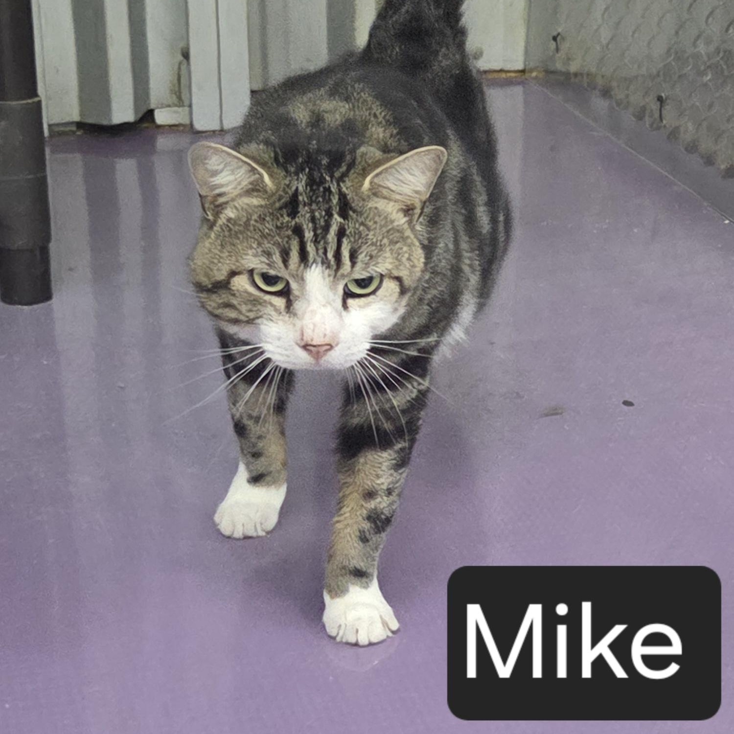 Enlarge Mike, an adopted Domestic Short Hair in SNOW HILL, NC image 2/2
