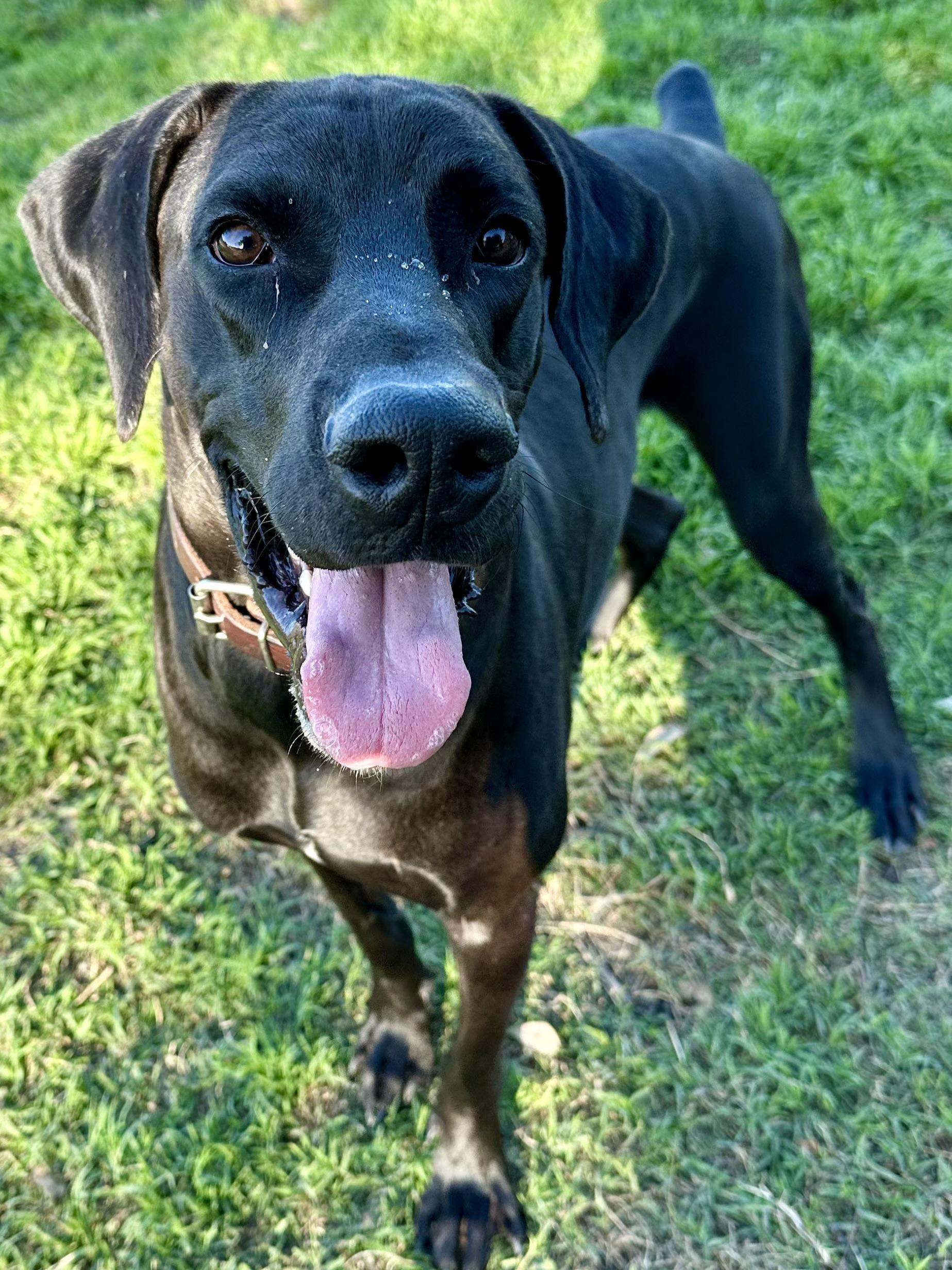 Kingston, Adult Male Great Dane