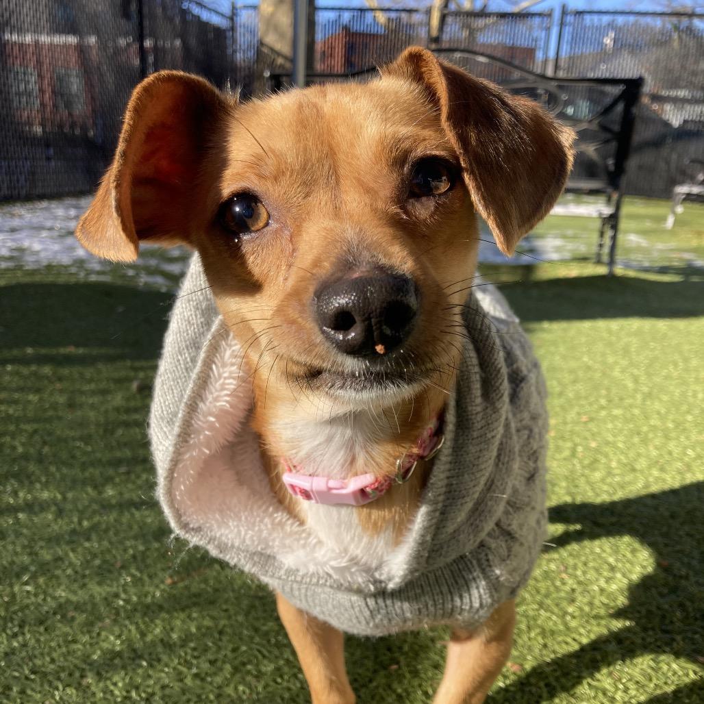 Enlarge Fortune Cookie, a Adoptable Chihuahua in Providence, RI image 1/6